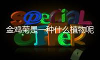 金雞菊是一種什么植物呢 金雞菊有什么作用呢