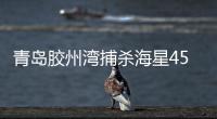 青島膠州灣捕殺海星45萬斤