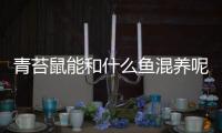 青苔鼠能和什么魚混養呢？青苔鼠能和什么魚混養好