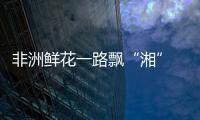 非洲鮮花一路飄“湘” “一帶一路”沿線國家優質商品進入千家萬戶