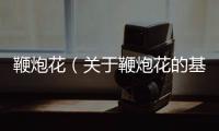 鞭炮花（關于鞭炮花的基本情況說明介紹）