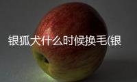 銀狐犬什么時候換毛(銀狐犬長大有多大)