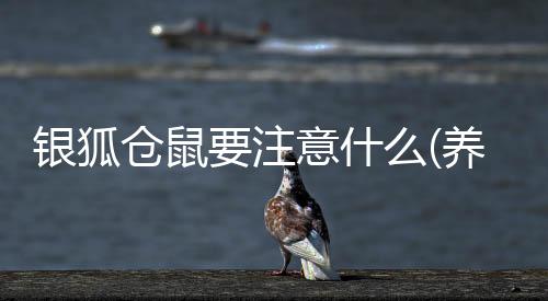 銀狐倉(cāng)鼠要注意什么(養(yǎng)銀狐有什么要注意的嗎)