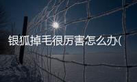 銀狐掉毛很厲害怎么辦(銀狐夏天掉毛嚴重怎么辦)