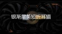 銀漸層英短折耳貓