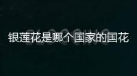 銀蓮花是哪個國家的國花（銀蓮花）