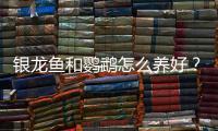 銀龍魚和鸚鵡怎么養好？銀龍和鸚鵡魚混養風水禁忌