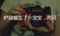 鏟屎官生了小寶寶，兩只二百斤重的阿拉斯豬的反應超暖！
