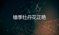 錯季牡丹花正艷