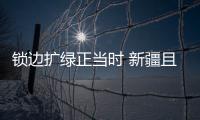 鎖邊擴綠正當時 新疆且末6000余畝樹苗扎根塔克拉瑪干沙漠