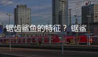 鋸齒鯊魚的特征？ 鋸鯊
