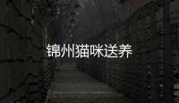 錦州貓咪送養
