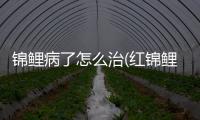 錦鯉病了怎么治(紅錦鯉怎么養)