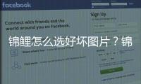 錦鯉怎么選好壞圖片？錦鯉怎么選才是好魚?