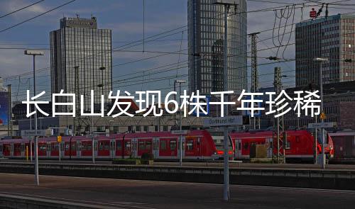 長(zhǎng)白山發(fā)現(xiàn)6株千年珍稀古樹 東北紅豆杉群落再現(xiàn)
