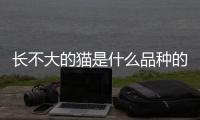 長不大的貓是什么品種的(長不大的短腿貓是什么品種)