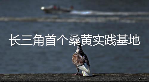 長三角首個桑黃實踐基地落戶海寧！探索新發展