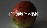 長毛狗是什么品種