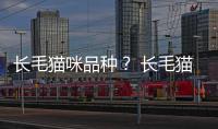 長毛貓咪品種？ 長毛貓的品種名字大全