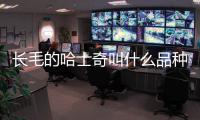 長毛的哈士奇叫什么品種？有長毛哈士奇這個品種嗎