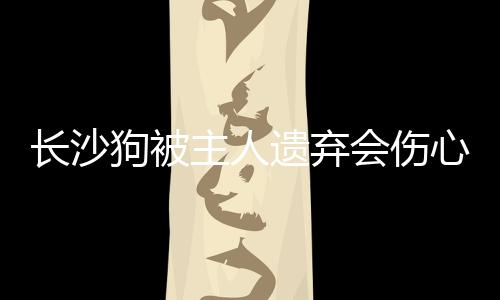 長沙狗被主人遺棄會傷心嗎