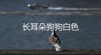 長耳朵狗狗白色