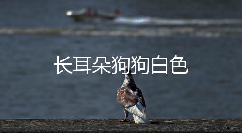 長耳朵狗狗白色