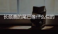 長頸鹿的尾巴像什么似的（長頸鹿的尾巴像什么）