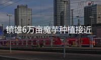 鎮雄6萬畝魔芋種植接近尾聲