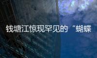 錢塘江驚現(xiàn)罕見的“蝴蝶潮”