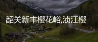 韶關新豐櫻花峪,湞江櫻花公園