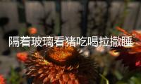 隔著玻璃看豬吃喝拉撒睡，8888元豬景房為何能賣這么貴？