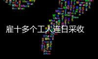 雇十多個工人連日采收 他把4萬斤水芹菜送給全市醫院和養老院