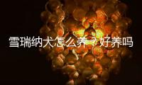 雪瑞納犬怎么養？好養嗎？ 雪納瑞好養不