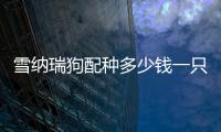 雪納瑞狗配種多少錢一只