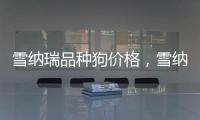 雪納瑞品種狗價格，雪納瑞犬價格雪納瑞犬多少錢