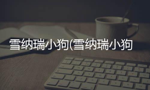雪納瑞小狗(雪納瑞小狗長(zhǎng)什么樣)