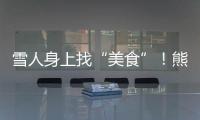 雪人身上找“美食”！熊貓“七仔”一屁股坐下大快朵頤