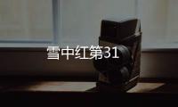 雪中紅第31