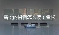 雪松的拼音怎么讀（雪松的拼音）