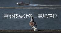雪落枝頭讓冬日意境感拉滿
