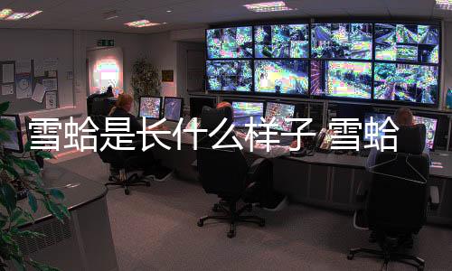 雪蛤是長什么樣子 雪蛤怎么吃呢
