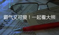 霸氣又可愛！一起看大熊貓“丫丫”細嚼慢咽