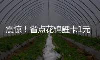 震驚！省點花錦鯉卡1元獲6480點券？
