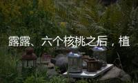 露露、六個核桃之后，植物蛋白飲品再迎節日爆款！