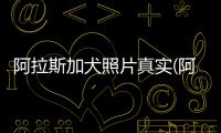 阿拉斯加犬照片真實(阿拉斯加犬長大的樣子)