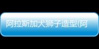 阿拉斯加犬獅子造型(阿拉斯加犬認人嗎)