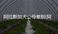 阿拉斯加犬公母差別(阿拉斯加犬養公的好還是母的好)
