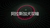 阿拉斯加犬雙瞳