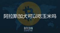 阿拉斯加犬可以吃玉米嗎(阿拉斯加犬吃人剩下的飯能長(zhǎng)大嗎)